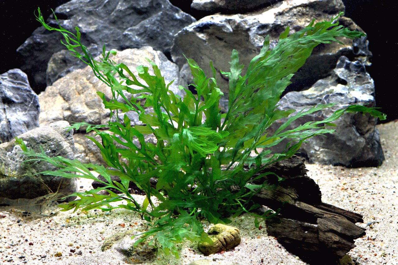 Microsorum pteropus (Javafarn), ideal f. Süßwasseraquarien, pflegeleicht, sattgrün, wellige Blätter, auf Treibholz, mit Steinen u. Sand.