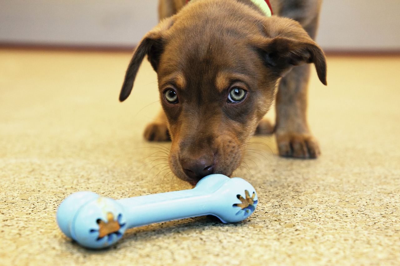 KONG Puppy Goodie Bone S Hundespielzeug