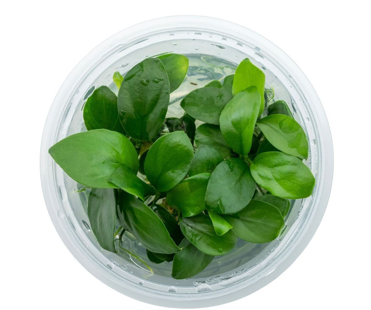 Anubias barteri var. nana, Aquarienpflanze, dunkelgrüne Blätter, im Nährstoffgel, fördert Wasserqualität, Versteck f. Fische.