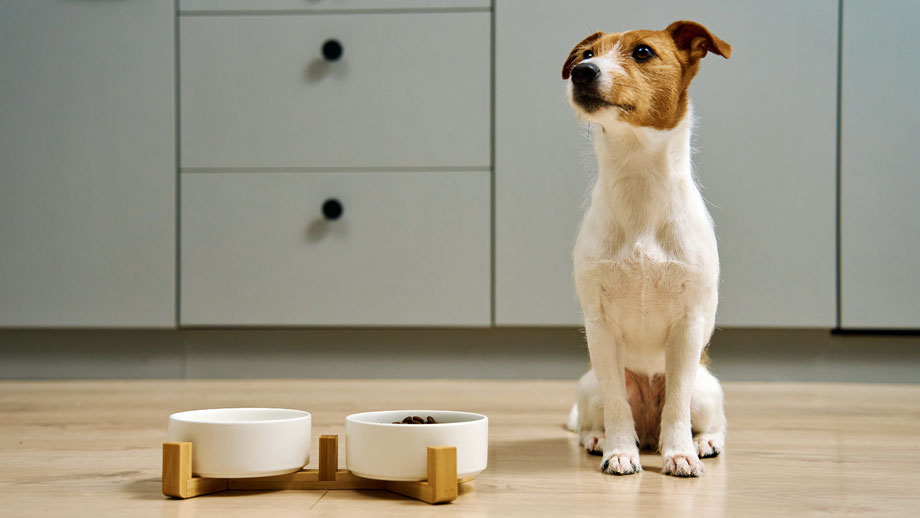 Darmgesundheit Beim Hund Teaser %281%29