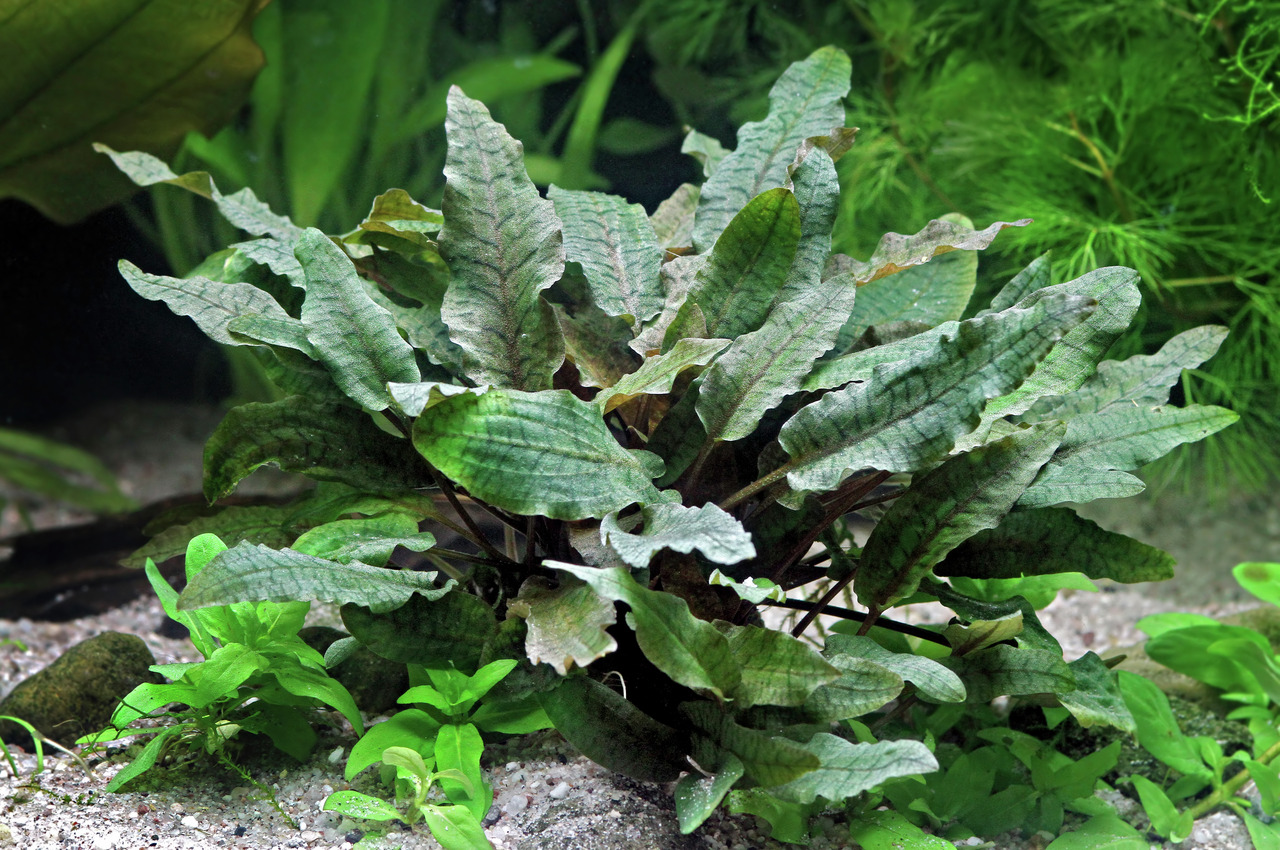 Das Bild zeigt eine üppige Wasserpflanze der Art Cryptocoryne wendtii in einem Aquarium. Die Pflanze hat wellige, grüne bis bräunliche Blätter mit einer leicht strukturierten Oberfläche. Sie ist in feinem Kiesboden verwurzelt, umgeben von kleineren Pflanz