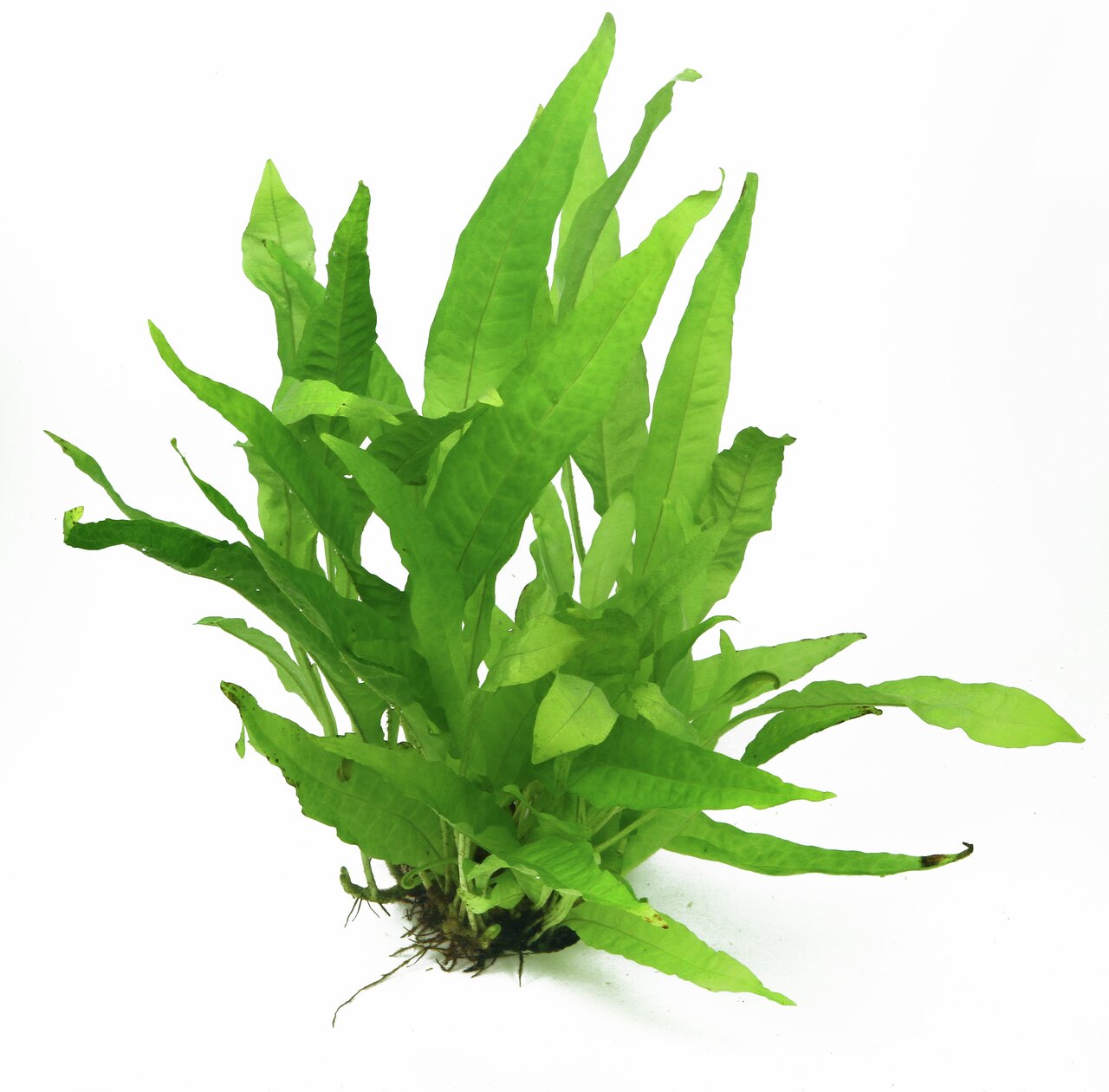 Das Bild zeigt eine grüne Wasserpflanze der Art Microsorum pteropus, auch bekannt als Javafarn. Die Pflanze hat lange, schmale Blätter mit einer leicht gewellten Struktur und ist wurzellos dargestellt. Sie eignet sich ideal für Aquarien und bietet Fischen
