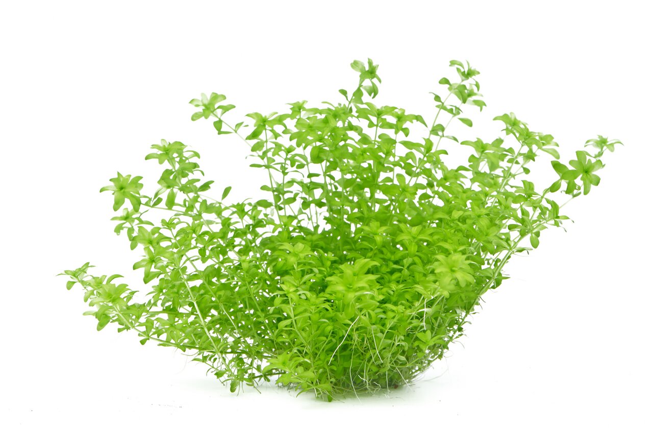 ALOHA Wasserpflanzen, ideal für Aquarien, feine Blätter, perfekt für Unterwasserlandschaften, für Aquarienliebhaber.