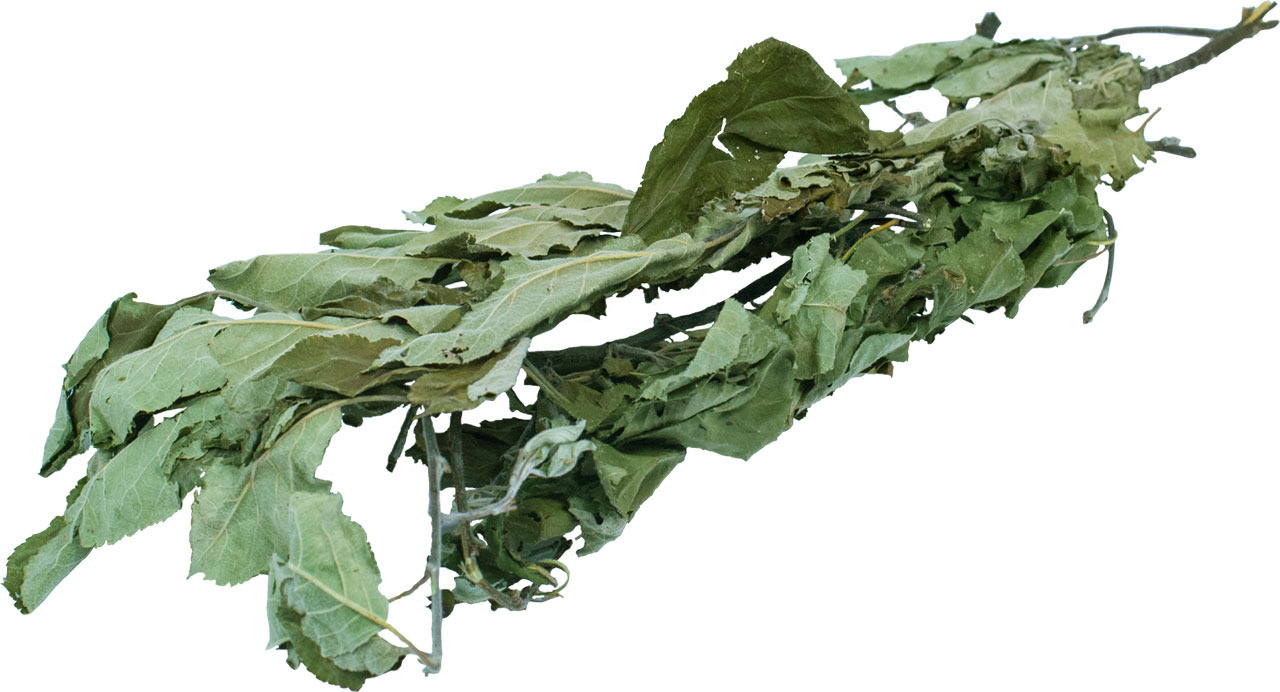 JR FARM Haselnusszweige, 40 g, für Kleintiere (Kaninchen, Nager), naturbelassen, gesunder Snack, fördert natürlichen Nagetrieb.