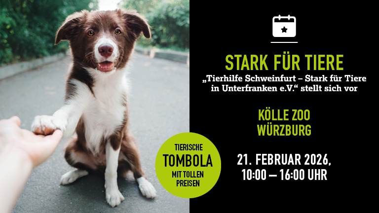 210226 Tierhilfe Wrzburg Mobile 768x432px