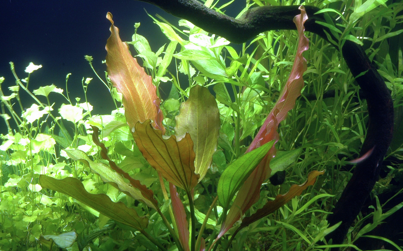 Tropica Wasserpflanze, ideal für Aquarienliebhaber, lange wellige Blätter, grün-rötlich, für natürliche Unterwasserlandschaften.