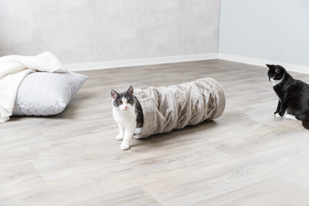 Auf dem Bild ist der TRIXIE Katzentunnel aus weichem, beigem Plüsch zu sehen, der speziell für Katzen entwickelt wurde. Eine schwarz-weiße Katze sitzt im Tunnel, während eine andere Katze daneben auf dem Boden steht. Der Tunnel bietet Spielspaß und Rückzu