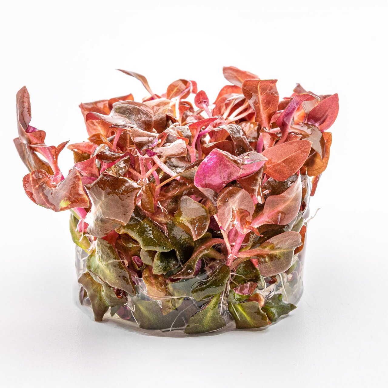 ALOHA Wasserpflanze, für Aquarien, rote/grüne Blätter, im Kunststofftopf, dekorativ, fördert gesundes Ökosystem, ideal für Liebhaber.