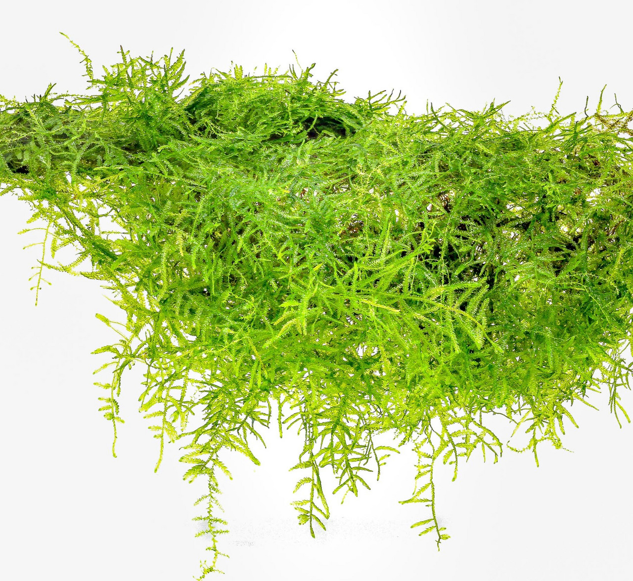 Das Bild zeigt eine üppige Menge an leuchtend grünem Javamoos (Taxiphyllum barbieri), das sich in einer natürlichen, hängenden Form präsentiert. Die feinen, verzweigten Strukturen des Mooses sind deutlich sichtbar und verleihen ihm ein lebendiges, frische