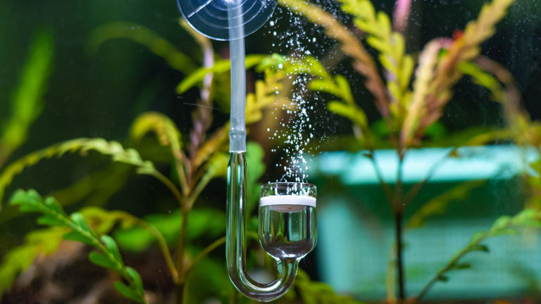 CO2-Diffusor im Aquarium setzt kleine Blasen vor Pflanzen frei.