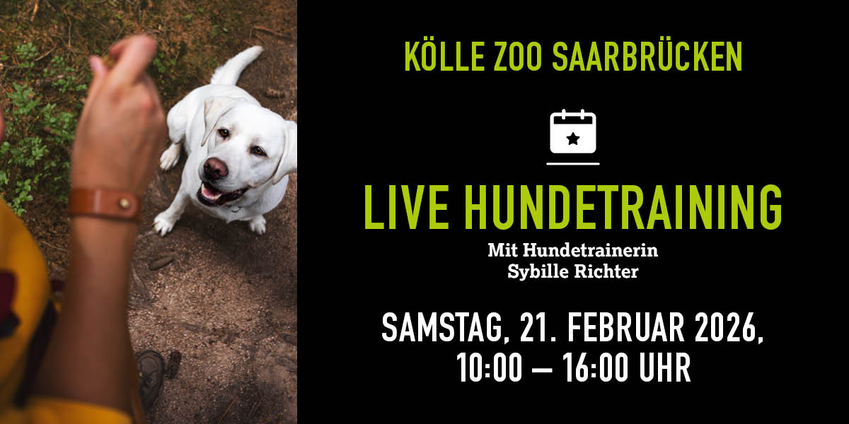 Hundetraining-Event: Trainerin belohnt weißen Hund. Textinfos rechts.