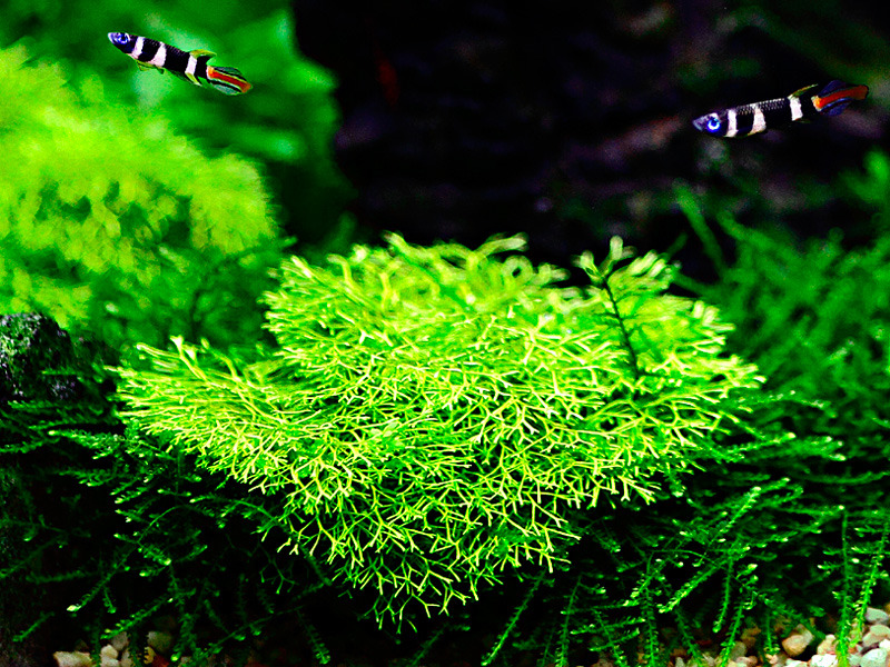 Tropica Taxiphyllum barbieri, Aquarienmoos für Süßwasser, ideal für Fische-Garnelen, pflegeleicht, 1 Becher, dicht wachsend, leuchtend grün.