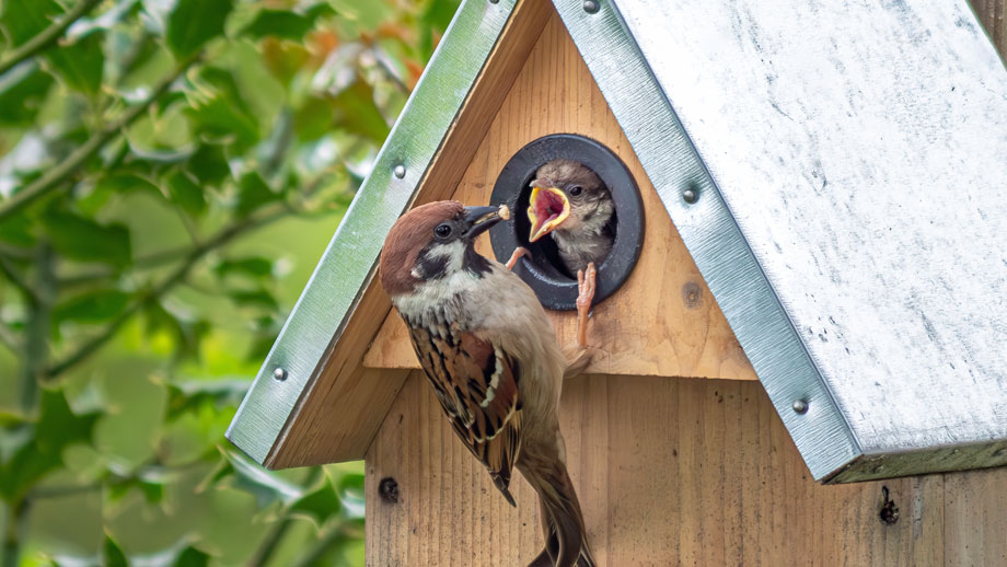 Spatz füttert Küken im Nistkasten