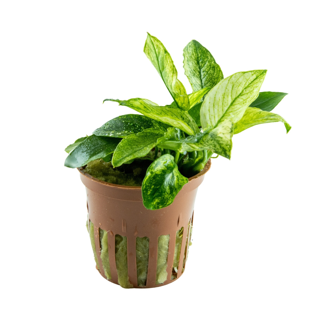 tropica Anubias barteri var. nana PINTO
