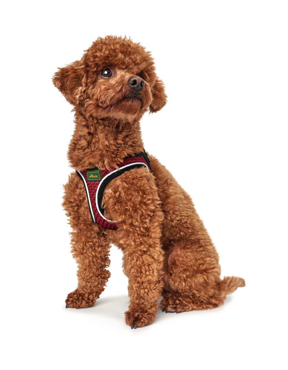 HUNTER Hundegeschirr, rot-schwarz, ergonomisch, für kleine Hunde, optimaler Komfort, ideal für Spaziergänge, Sicherheit & Stil.