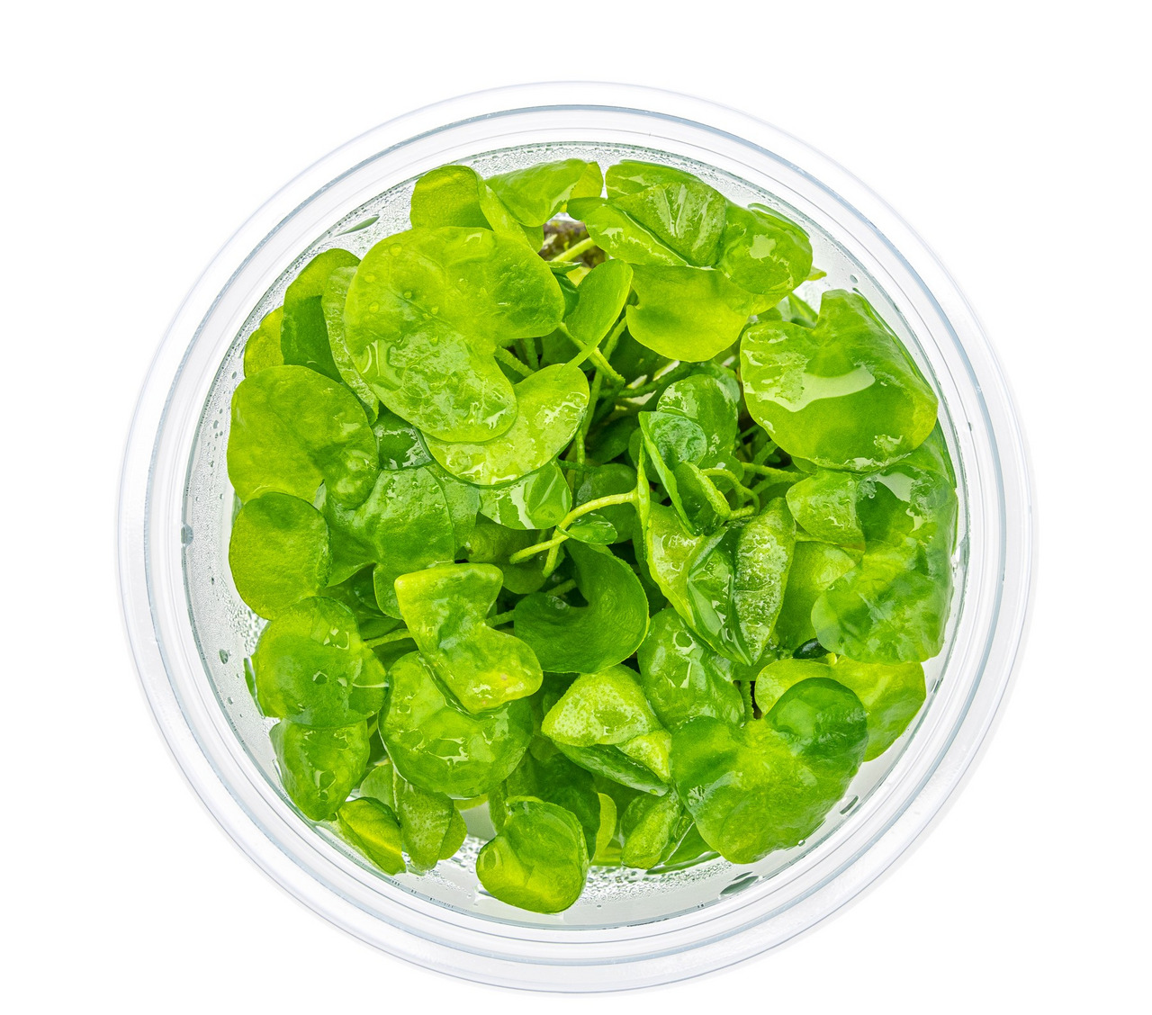 ALOHA Wasserpflanzen, saftig grün, gesund, in klarer Flüssigkeit, für Aquarien, ideal für nat. Umgebung, für Aquarienliebhaber.