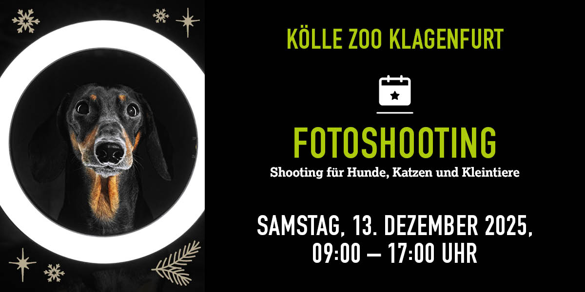 Hund schaut durch runden Lichtring, Infos zu Fotoshooting im Kölle Zoo Klagenfurt am 13. Dezember 2025.