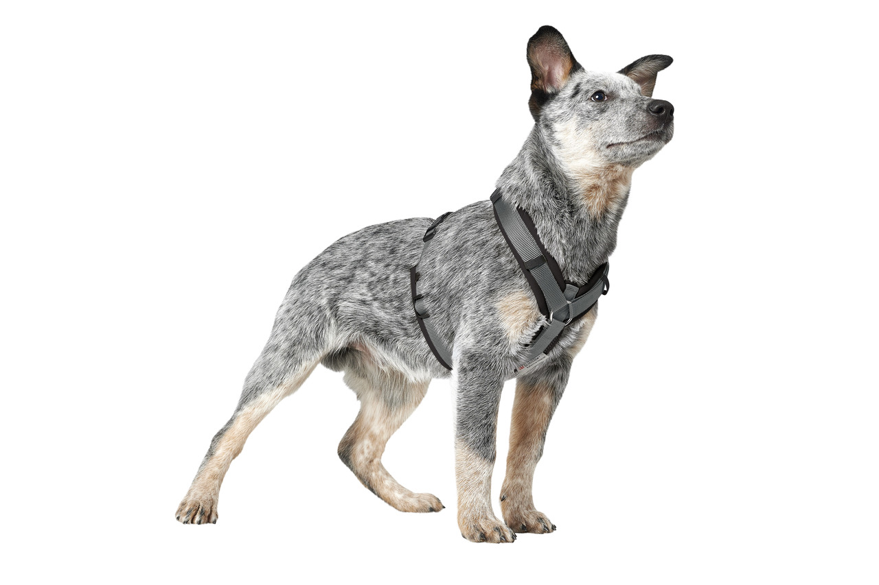 Das Bild zeigt einen mittelgroßen Hund, der ein hochwertiges Hundegeschirr der Marke HUNTER trägt. Das Geschirr ist in einem schlichten, modernen Design gehalten und bietet optimalen Tragekomfort sowie Sicherheit. Zielgruppe sind Hundebesitzer, die Wert a