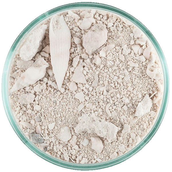 CaribSea Aragonite Sand, Substrat für Meerwasser--Riffaquarien, weißlich, feine-grobe Körner+Muschelfragm., ideal für Fische+Wirbellose.