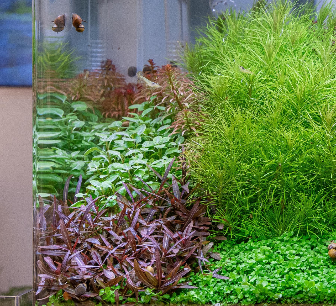 Üppig bepflanztes Aquarium mit Grün-/Rottönen, ideal für Garnelen/Schnecken. Fördert Wasserqualität, ergänzt Ökosystem.