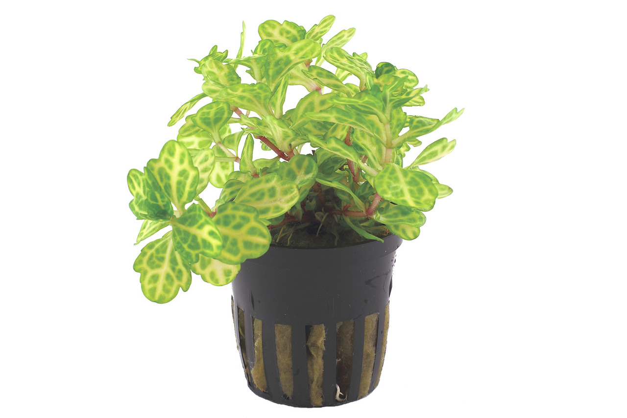 Tropica Aquarienpflanze, ideal f. Süßwasseraquarien, pflegeleicht, fördert Wasserqualität, grüne Blätter m. gelblichen Adern, im Topf.