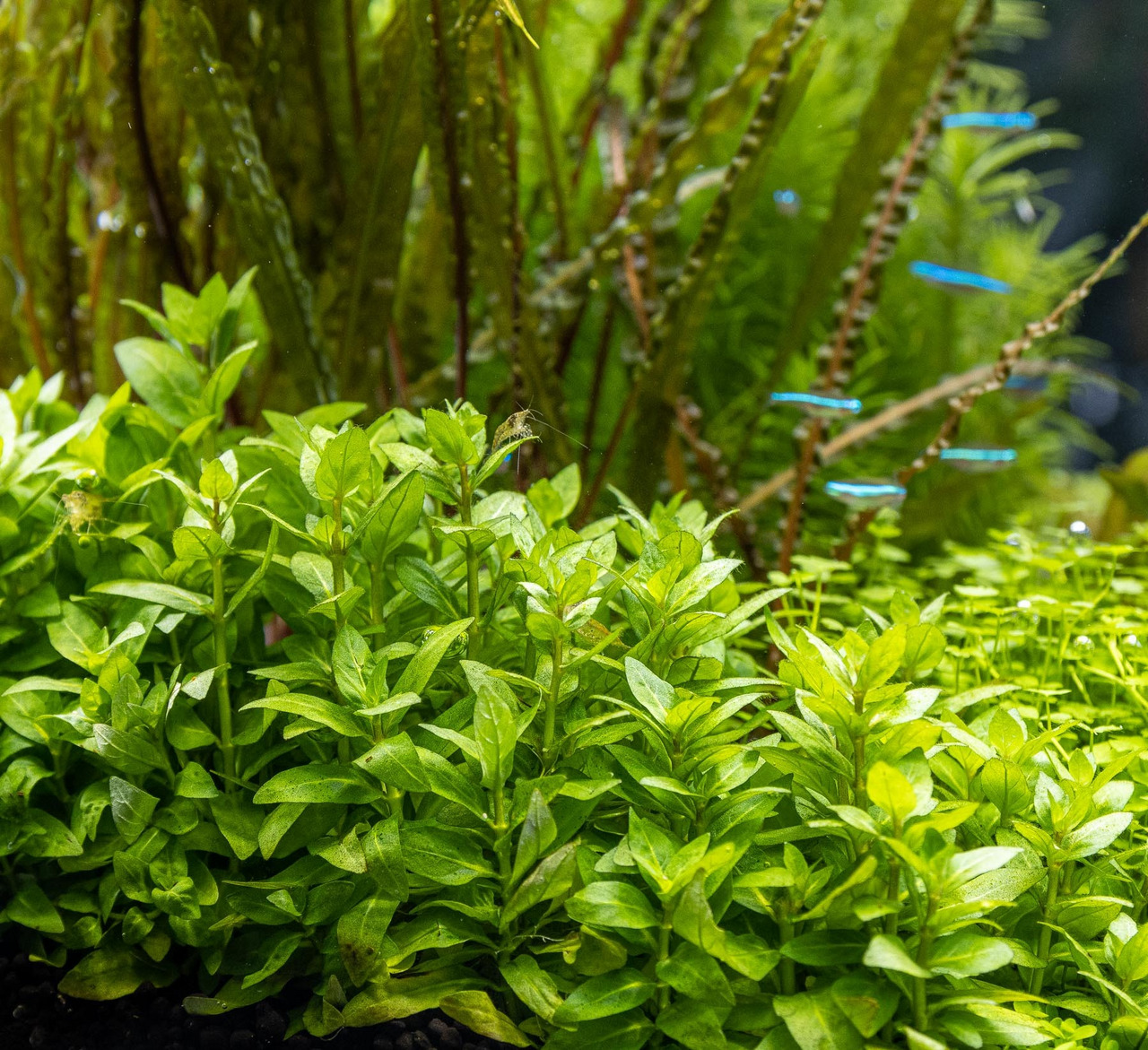 Üppiges Aquarium mit Pflanzen, Neonfischen & natürl. Unterwasserwelt.