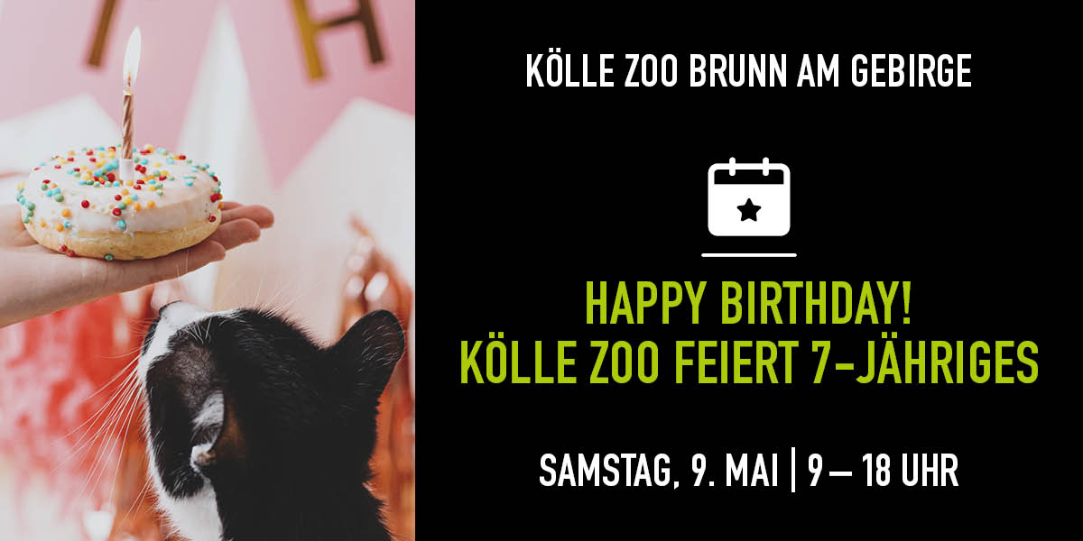 Katze schaut hoch auf Hand mit Geburtstagskuchen. Rechte Seite Infos zum Event.