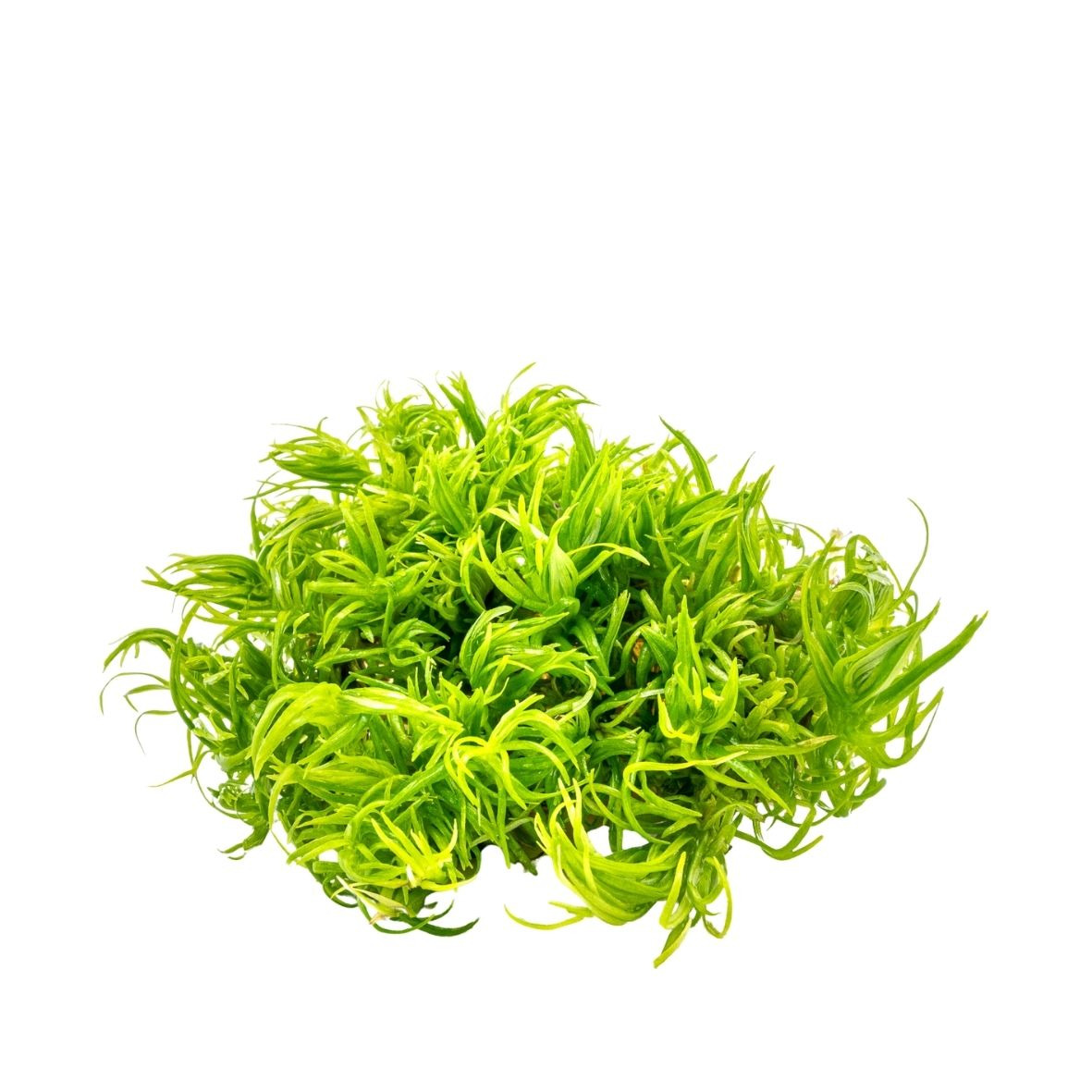 ALOHA Pogostemon deccanensis Cup C115