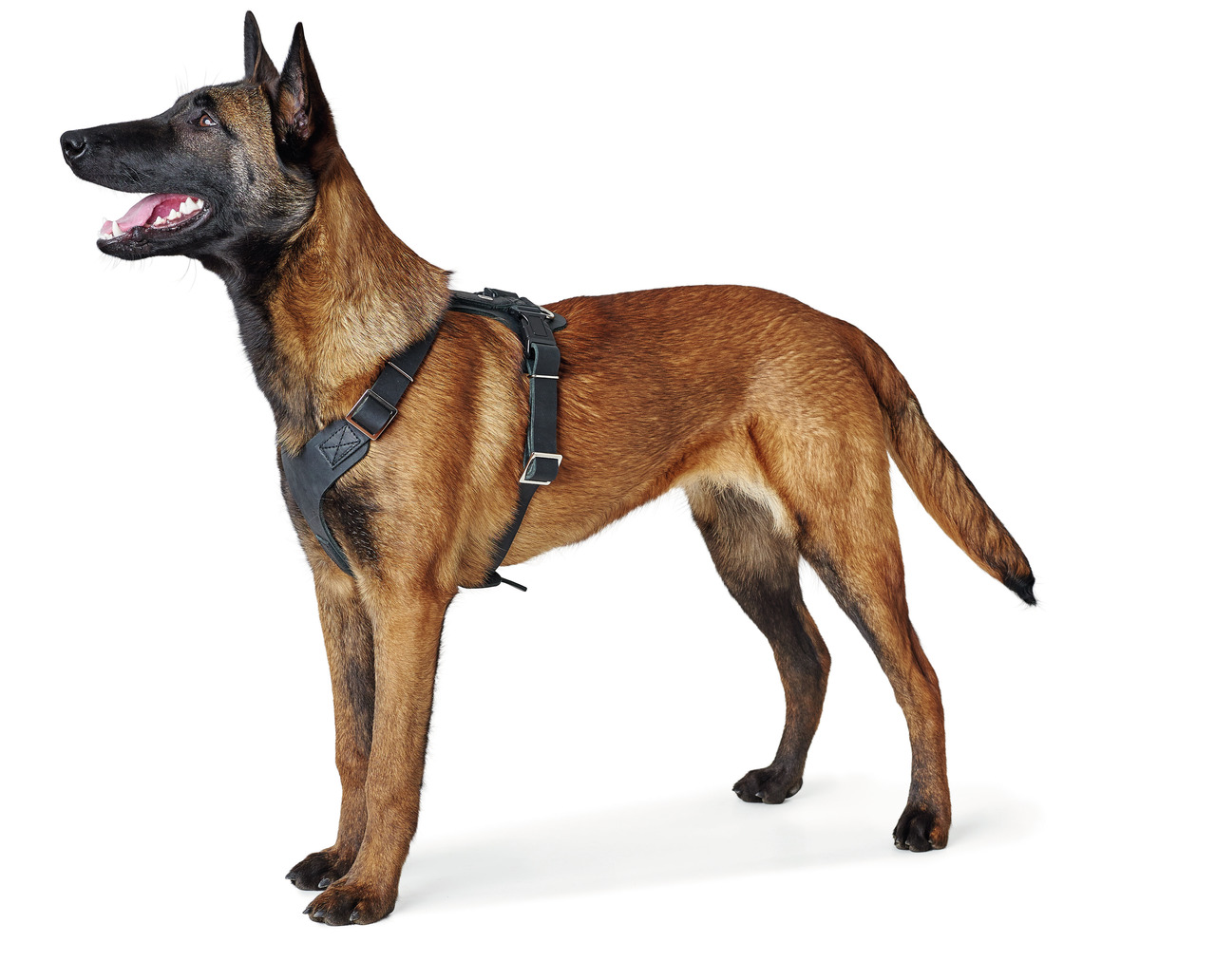 Das Bild zeigt einen belgischen Schäferhund, der ein hochwertiges Hundegeschirr der Marke HUNTER trägt. Das Geschirr ist schwarz, ergonomisch geformt und mit verstellbaren Gurten ausgestattet, die für optimalen Tragekomfort sorgen. Es eignet sich für mitt