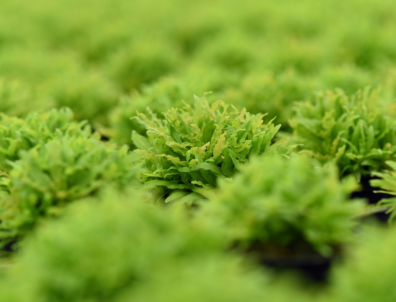 ALOHA Wasserpflanzen, für Aquarienliebhaber, kräftig grün, gesund, ideal für Süßwasseraquarien, natürliche Umgebung.