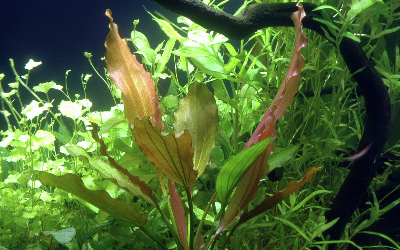 Tropica Echinodorus Red Flame, dekorative Wasserpflanze für Süßwasseraquarien, rot-grüne Blätter, fördert Sauerstoff, ideal für Fische.