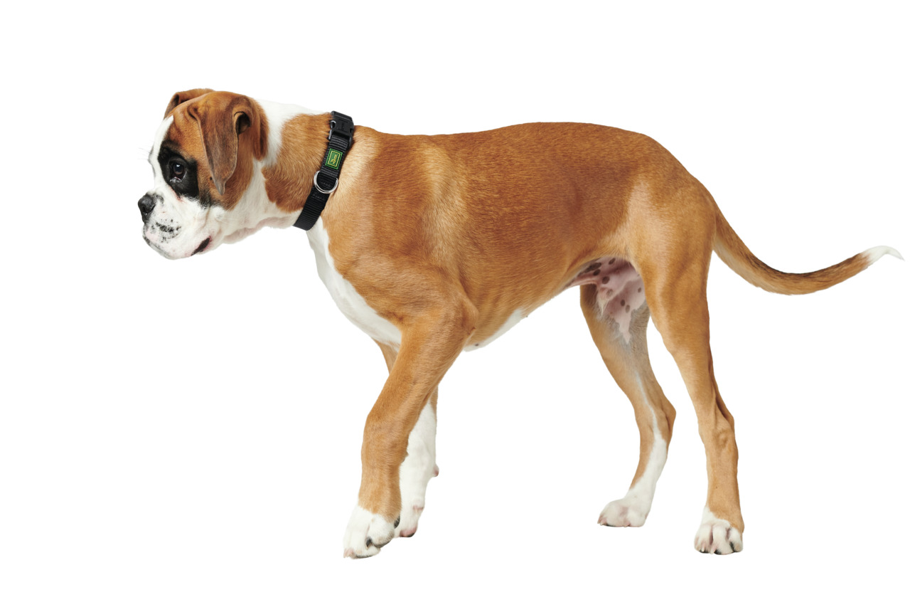 HUNTER Halsband, schwarz mit grünem Logo, für mittelgroße-große Hunde, ideal für aktive Hundehalter.
