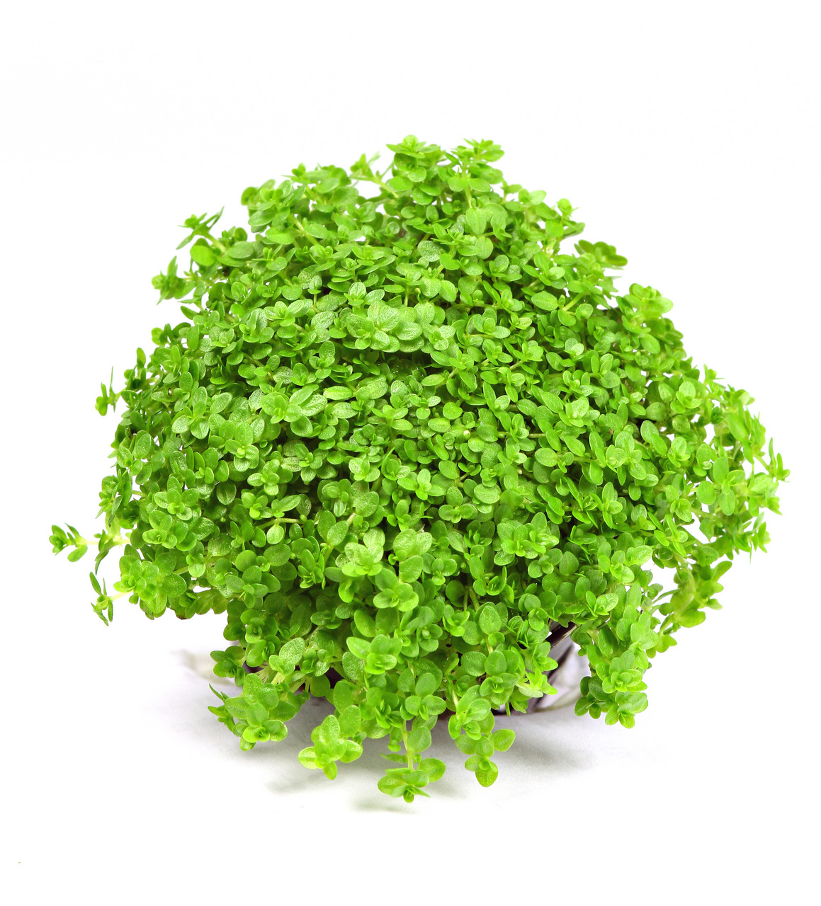 Helxine soleirolii (Bubiköpfchen), dichte, runde Blätter, frisches Grün, im Topf, ideal als Zimmerpflanze/dekorativ.