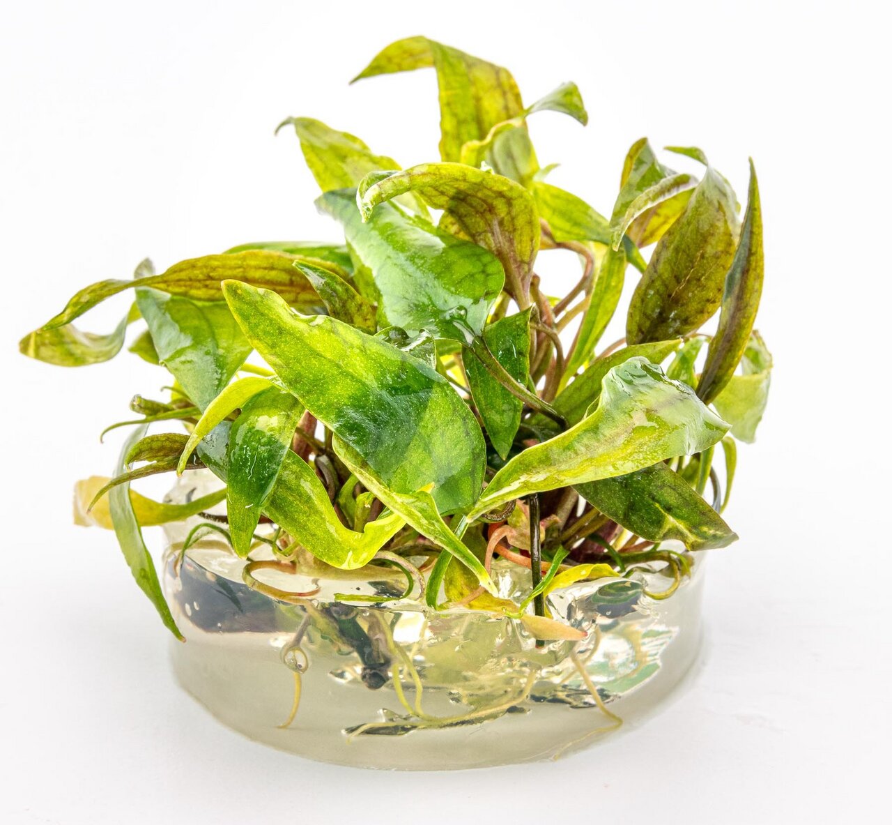 Das Bild zeigt eine grüne Wasserpflanze der Marke ALOHA, die in einem transparenten Glasbehälter präsentiert wird. Die Pflanze ist für Aquarienliebhaber geeignet und dient als dekoratives Element sowie zur Verbesserung der Wasserqualität. Die Blätter sind