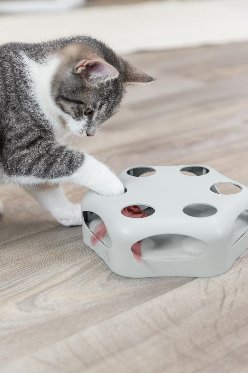 Das Bild zeigt eine grau-weiße Katze, die mit dem Intelligenzspielzeug „TRIXIE Cat Activity Fun Board“ spielt. Das Produkt ist für Katzen aller Altersgruppen geeignet und fördert die geistige und körperliche Aktivität. Es besteht aus einem hellgrauen Kuns