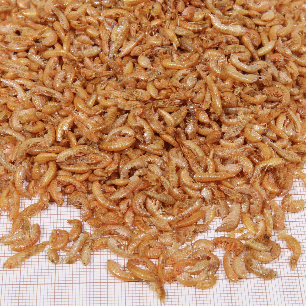 JBL NovoPrawn, Garnelenfutter f. Zierfische/Garnelen, 250 ml, proteinreich, naturnah, ideal f. Aquarienbesitzer.