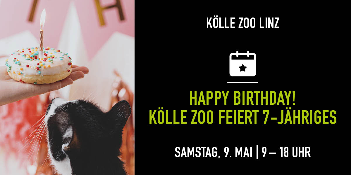 Katze schaut hoch auf Hand mit Geburtstagskuchen. Rechte Seite Infos zum Event.