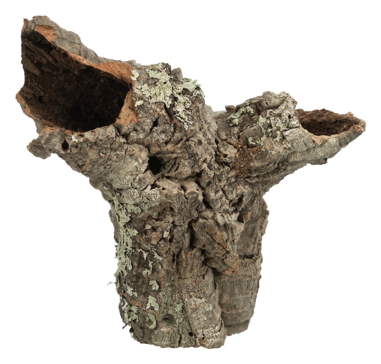 Das Bild zeigt das TRIXIE Korkröhrenstück, ein natürliches Dekorationselement für Terrarien. Es richtet sich an Reptilien- und Kleintierhalter und bietet eine ideale Versteck- und Klettermöglichkeit. Die Oberfläche ist mit Moos und Flechten bedeckt, was e
