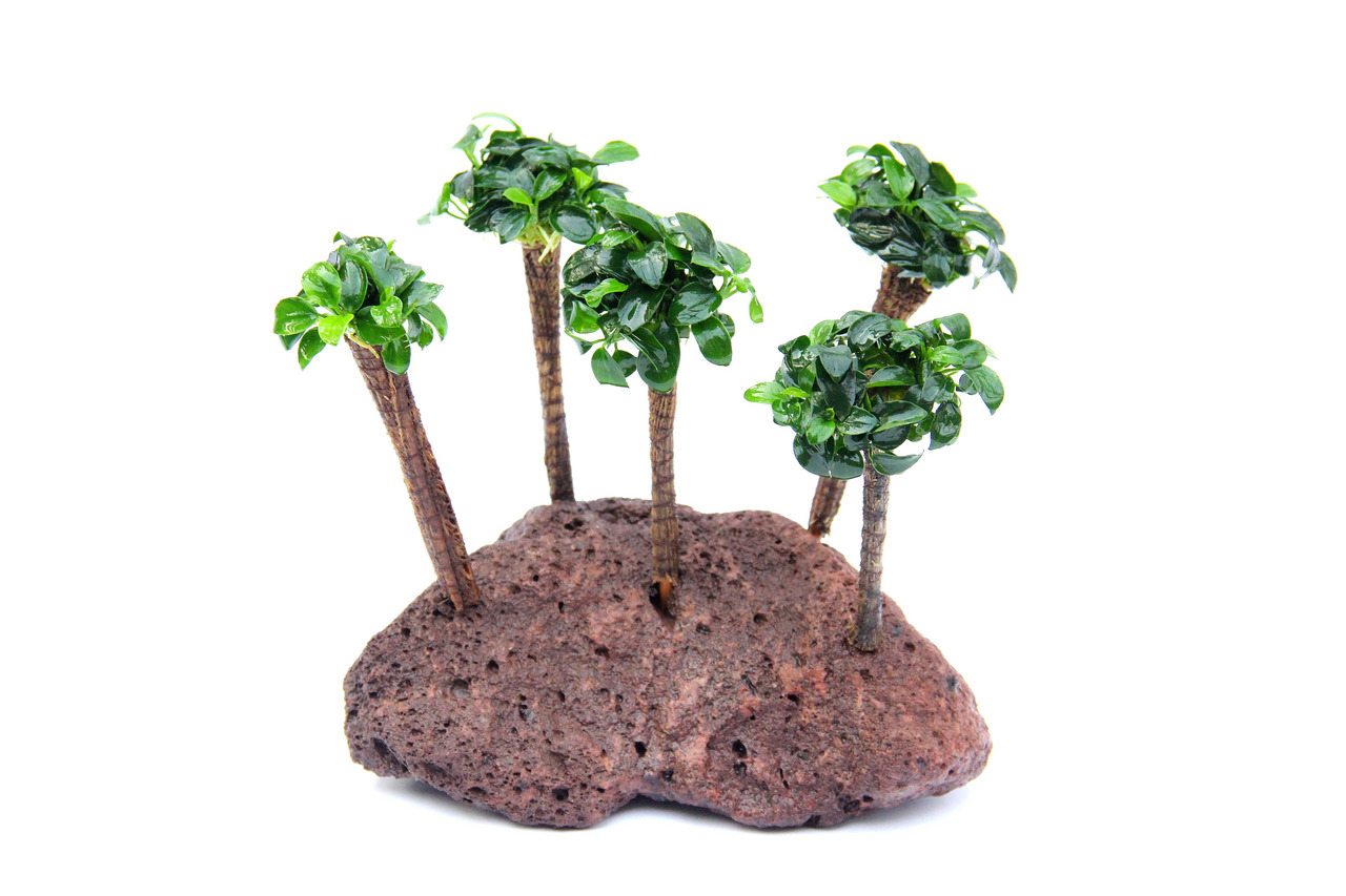 ALOHA Anubias BONSAI auf Bonsai-Palme