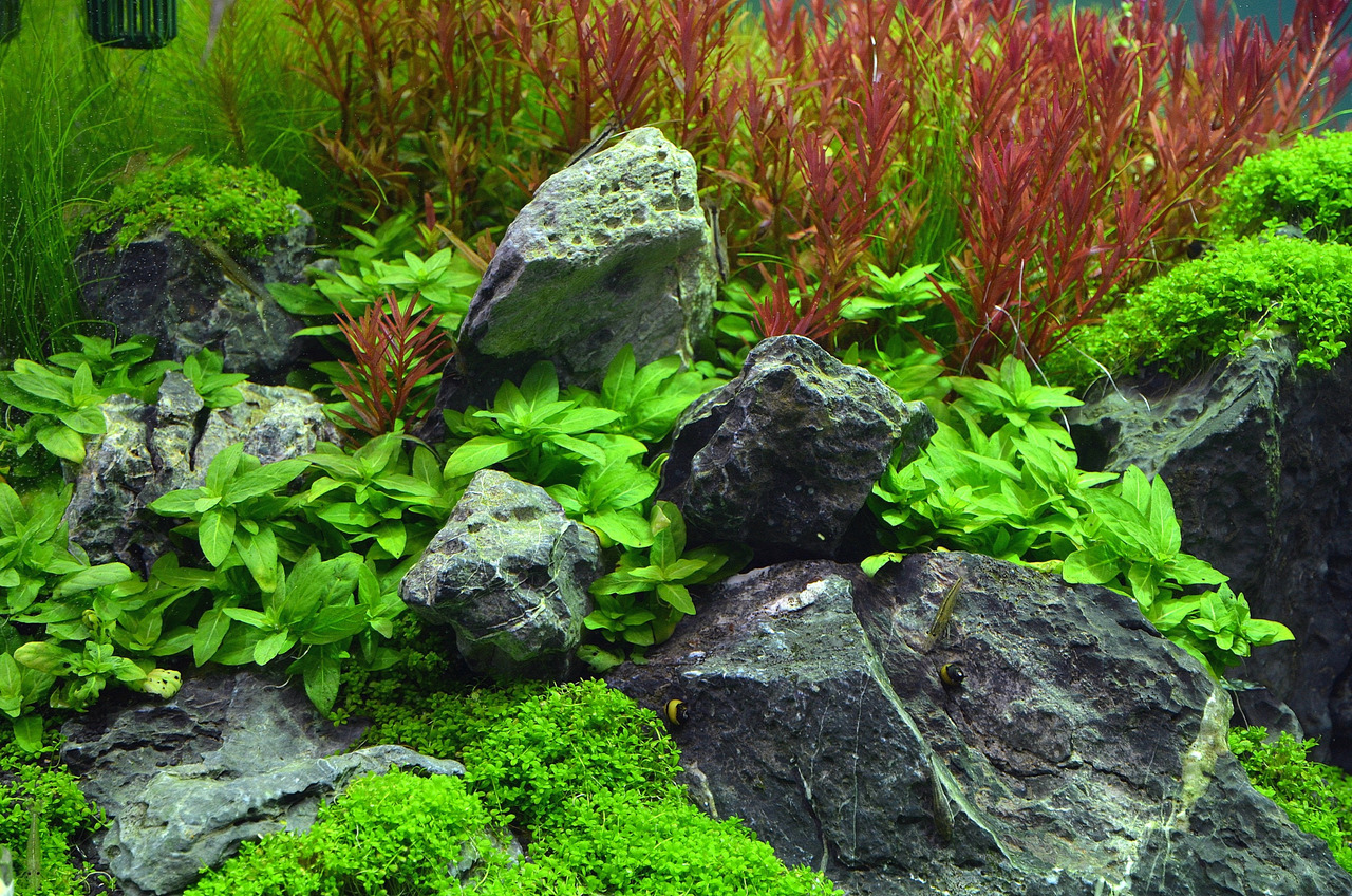 ALOHA Staurogyne repens PG6 Bild 5