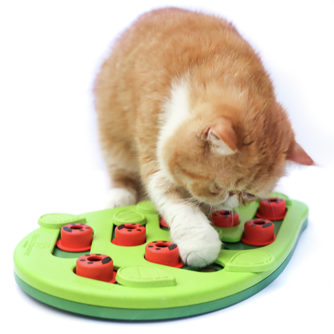 Ein orange-weißer Kurzhaarkater spielt mit dem Outward Hound Katzenpuzzle, einem interaktiven Spielzeug für Katzen. Das grüne Puzzlebrett mit roten, beweglichen Elementen fördert die geistige Aktivität und bietet Beschäftigung. Ideal für Katzen, die spiel