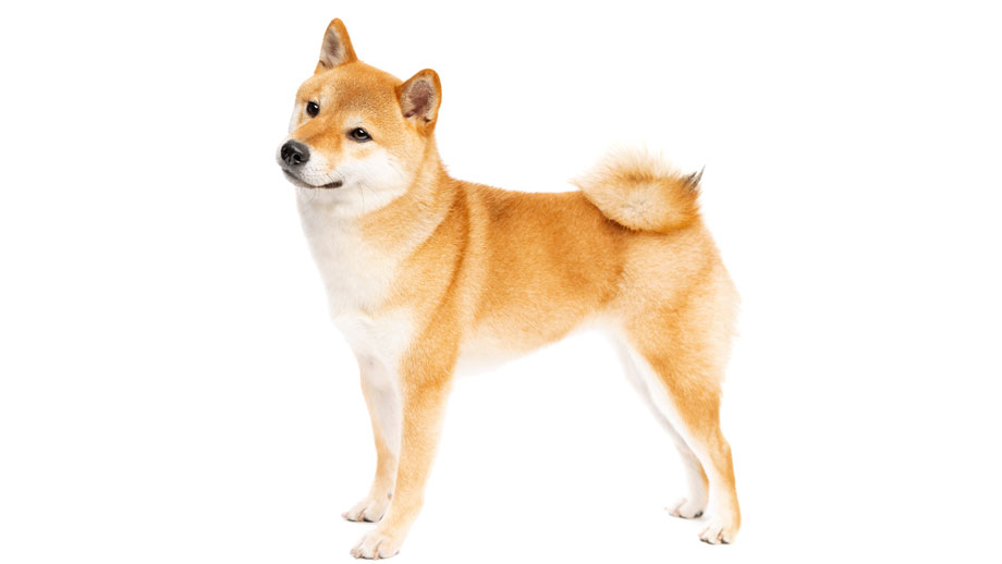 Steckbrief Shiba Inu Shiba Inu Teaser