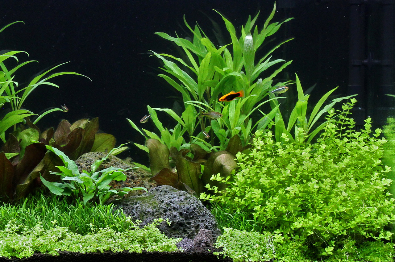 Üppig bepflanztes Aquarium mit Bodendeckern & großen Pflanzen, orange-schwarzer Fisch & kleinere Fische schwimmen darin.