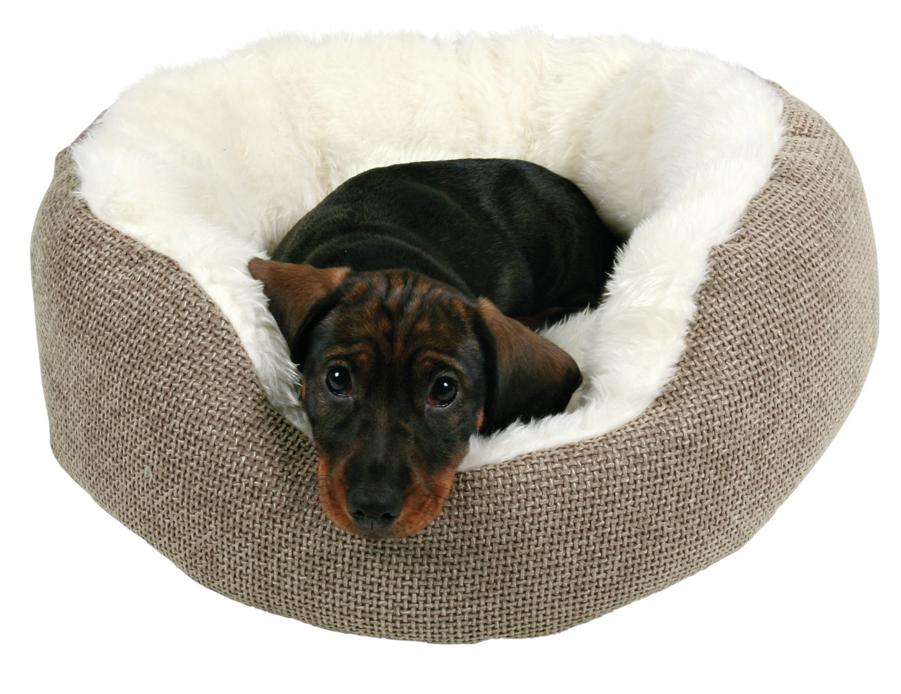 Ein kleiner Hund liegt gemütlich in einem runden Hundebett der Marke TRIXIE, Modell "Minou". Das Bett ist beige mit einer weichen, weißen Plüsch-Innenseite, ideal für kleine Hunde. Zielgruppe: Hundebesitzer kleiner Rassen. Perfekt für Komfort und Geborgen