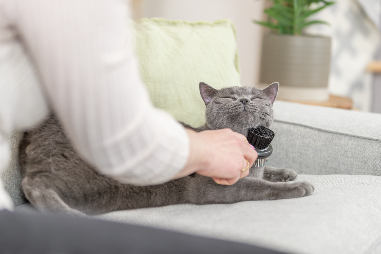 TRIXIE Pflegebürste, für Katzen, sanfte Fellpflege, Wohlbefinden fördernd, schwarz, Menge nicht erkennbar.