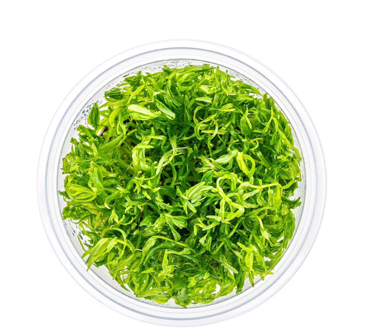 Ein rundes, transparentes Plastikgefäß, das mit frischem, grünem Algensalat gefüllt ist. Die Algen sind fein geschnitten und glänzen leicht, was auf ihre Frische hinweist. Dieses Produkt eignet sich ideal als Beilage oder Zutat für asiatische Gerichte. Ve