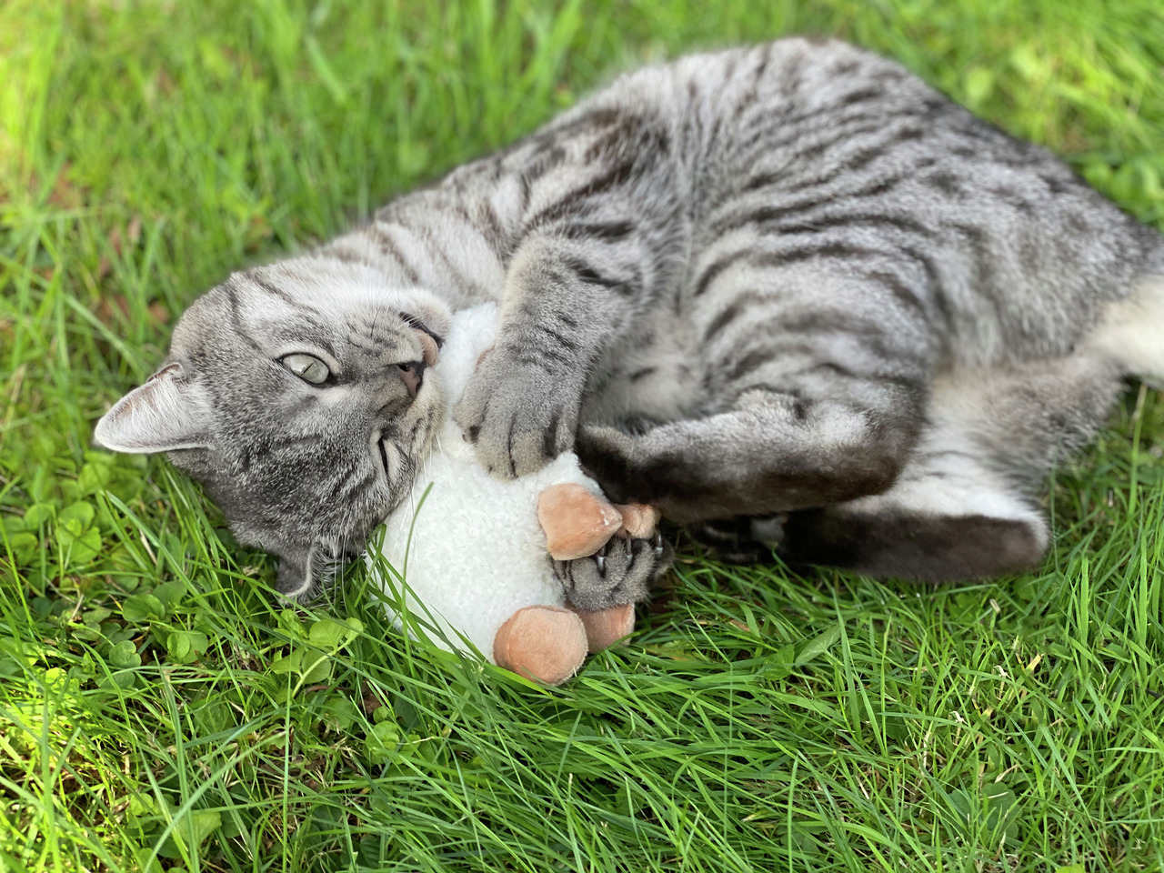 Aumüller Katzenspielzeug Schaf, für Katzen, fördert Spieltrieb & Beschäftigung, weiß, ideal für graue Tigerkatzen.