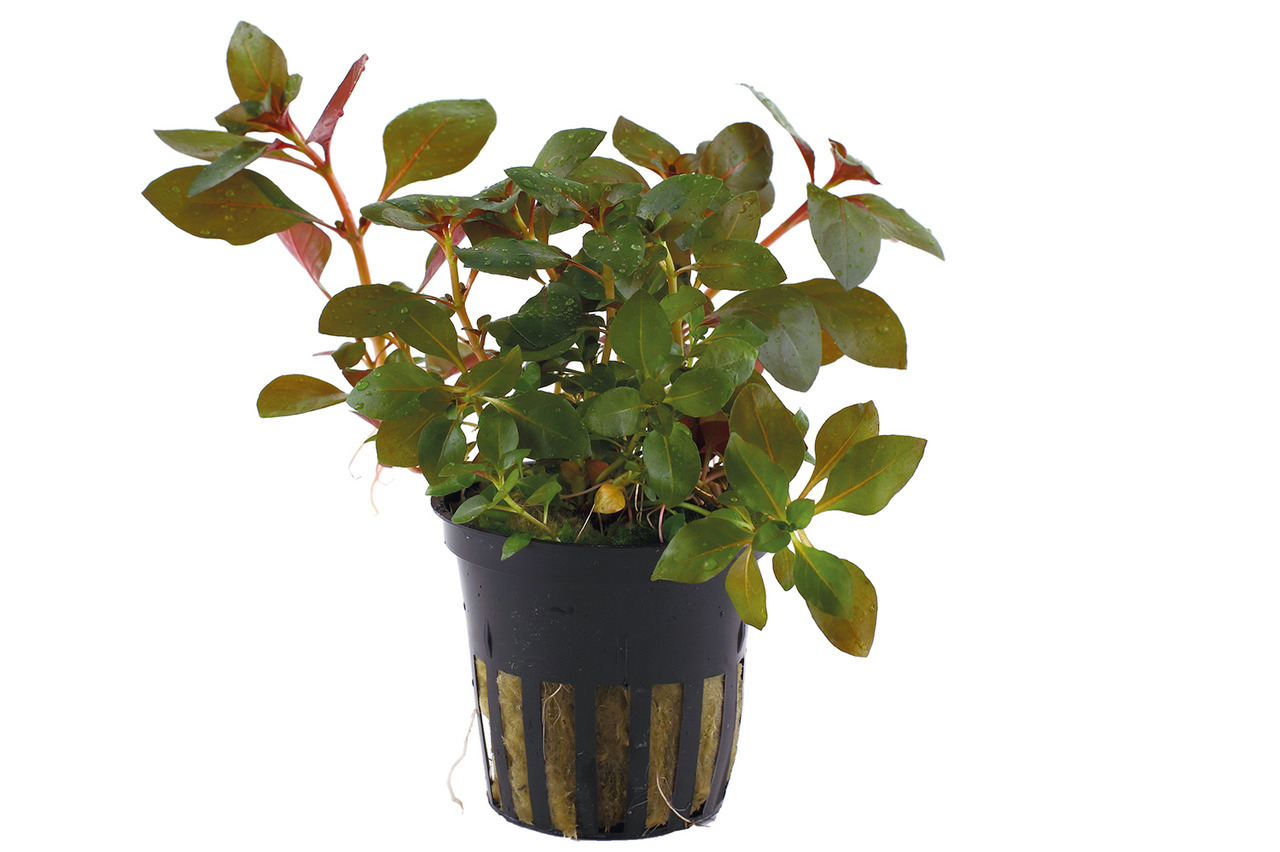 Tropica Ludwigia palustris 'Super Red', Wasserpflanze für Aquarien, grün-rötliche Blätter, im schwarzen Gittertopf.