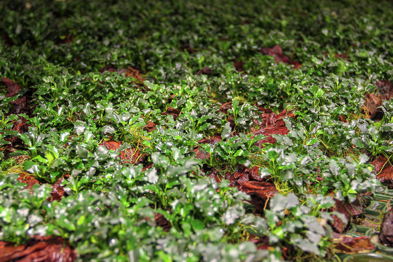Üppiger grüner Bodendecker, Kategorie Aquarien-/Terrarienpflanzen, dicht gewachsen, mit Moos u. braunen Blättern, natürl. Umgebung.