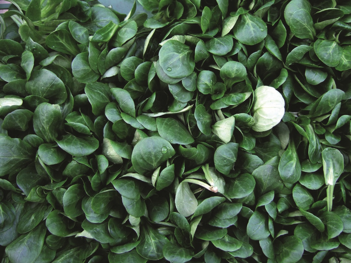 Frischer Feldsalat mit zarten, saftigen Blättern & Wassertropfen, ideal für gesunde Ernährung. Dicht angeordnet, volle Frische.